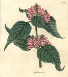 ガラン・ド・リヨン - リヨンのケロン、Chelone lyonii（Chelone major）。ウェデルによる手彩色植物版画、ジョン・シムズ著『カーティスの植物雑誌』より、カウチマン社、ロンドン