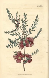 タイム葉のメラレウカ - タイム葉メラレウカ、Melaleuca thymifolia。ウェデルによる手彩色植物版画、ジョン・シムズ『カーティスの植物雑誌』より、カウチマン社、ロンドン