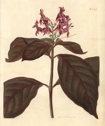 聖母の乳 - 血筋ジャスティシア（学名：Graptophyllum pictum）。ウェデルによる手彩色植物版画。ジョン・シムズ著『カーティスの植物雑誌』より、カウチマン社、ロンドン