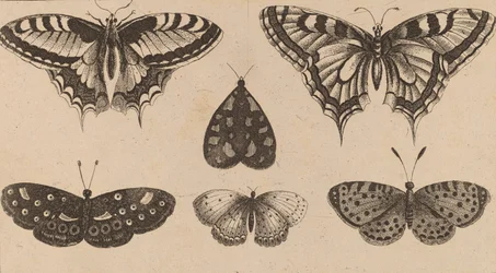 5匹の蝶と1匹の蛾。