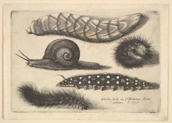 4つの幼虫とカタツムリ、1646年。