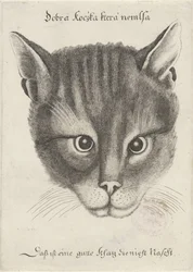 猫の頭