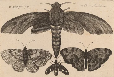 蛾と三匹の蝶 1646年