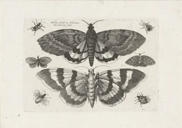 蛾や小さな昆虫 昆虫（連載タイトル） Muscarum Scarabeorum (シリーズタイトル)