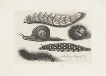 毛虫とカタツムリ 昆虫（連載タイトル） Muscarum Scarabeorum (シリーズタイトル)