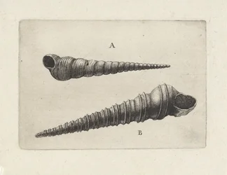 貝殻、turritella terebra (A) および turritella duplicata (B) シェルズ（シリーズタイトル）