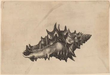 シェル（Vasum Ceramicum）