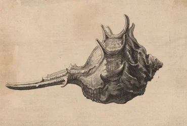 貝殻 Murex brandaris, c. 1645.