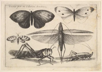 6匹の昆虫、1646年。