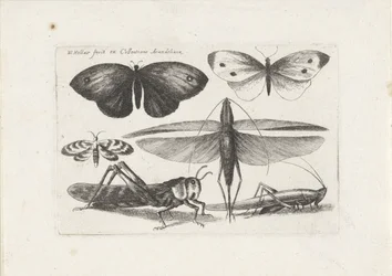 バッタと蝶 昆虫（連載タイトル） Muscarum Scarabeorum (シリーズタイトル)