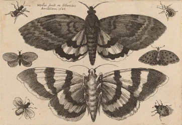 二匹の蛾と六匹の昆虫、1646年。