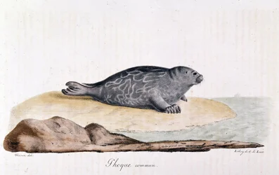 Seal commum - Drawing by Werner