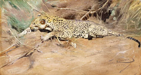 ヒョウ、