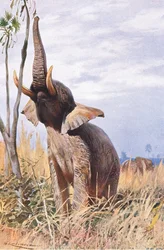 アフリカゾウ、イラスト、世界の野生生物、1910年頃