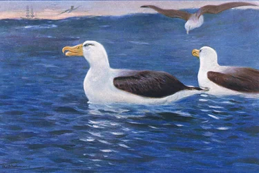 アルバトロス、世界の野生生物、1910年頃のイラスト