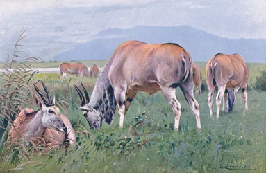 エランド、世界の野生生物、1910年頃のイラスト