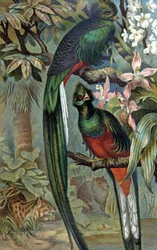 燦然と輝くケツァール、1910年頃（イラスト）