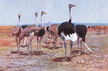 ソマリアダチョウ、「世界の野生生物」、1910年頃のイラスト
