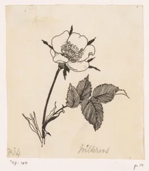 野薔薇