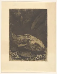 魚類・水草