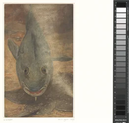 正面から見た魚