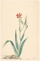 風景の中のヒョウの花