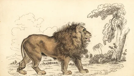 アジアのライオン、絶滅危惧種、パンテーラ レオ レオ。 1834年（彫刻）