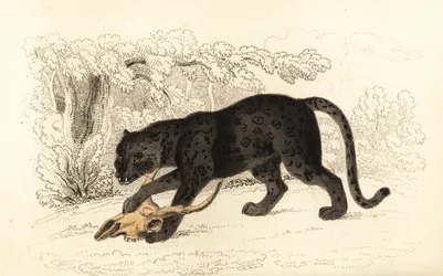 ブラック ジャガー、Fanthera pardus.、1834 年 (彫刻)
