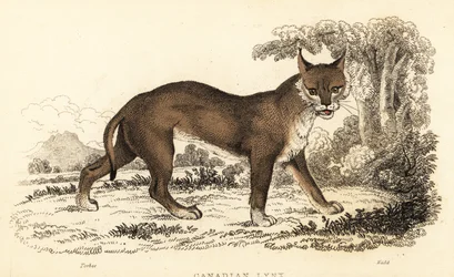 カナダ オオヤマネコ、オオヤマネコ canadensis、1834 年 (彫刻)