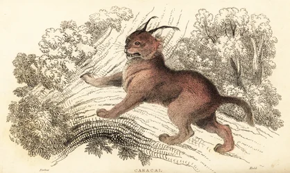 Caracal, Caracal caracal.,1834 (engraving)   1409439   ja       japanese Successfully Translated  Original: Sacred Temple of Heaven Where the Emperor Sacrifices Once a Year, in the Chinese City of Pekin, October 1860 Translat: Sacred Temple of Heaven Where