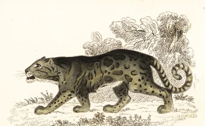 ウンピョウ、Neofelis nebulosa、1834 年 (彫刻)