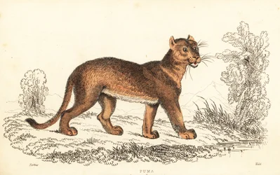 クーガー、ピューマの同色、1834 年 (彫刻)