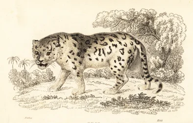 ジャガー、パンテーラ onca.、1834 年 (彫刻)