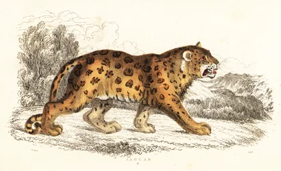 ジャガー、パンテーラ onca.、1834 年 (彫刻)