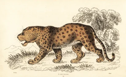 ヒョウ、ヒョウ、傷つきやすい、1834 年 (彫刻)