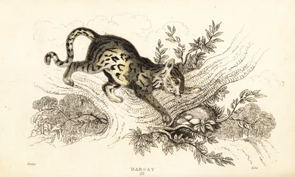 マーゲイ、Leopardus wiedii.、1834 年 (彫刻)