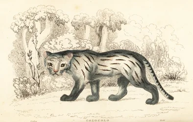 パンパス猫またはパンタナール、レオパルダス・コロコラ。 1834年（彫刻）