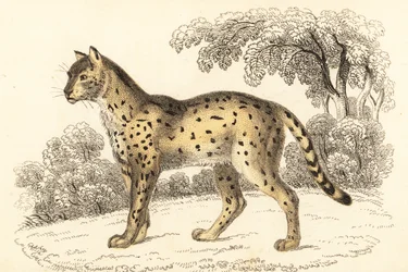 サーバル、Leptailurus serval.、1834 年 (彫刻)