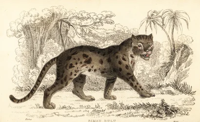スンダヒョウ猫、Prionailurus bengalensis subsp. スマトラヌス。 1834年（彫刻）