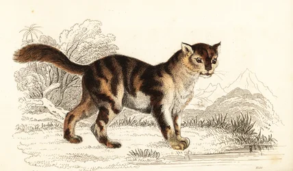 南米原産の野生の三毛猫、Felis catus。 1834年（彫刻）