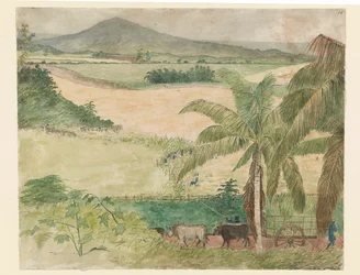 Fazenda de açúcar - cana de corte de escravos