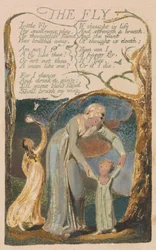 Songs of Innocence and of Experience, levy 48, "The Fly" (Bentley 40)