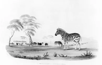 1840年のフランクハワードによって彫刻された「ゲームの肖像画と南部アフリカの野生動物」からのエクウスブルケリ、またはバーシェルのシマウマ
