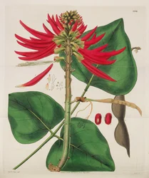 植物雑誌、1787-1833。