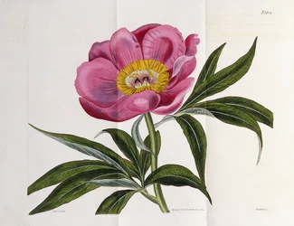 イラストレーション、ナンバー2264、「The Botanical Magazine」より、1787-1826
