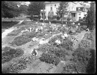 1915年8月14日、クイーンズバラ公共図書館のポッペンフーセンブランチの庭で働いている子供たちのハイアングルショット