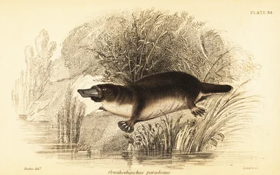 カモノハシ、Ornithorhynchus anatinus.、1841 年 (彫刻)