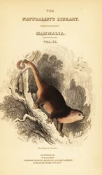 スラウェシ クマ クスクス、Ailurops ursinus。 、1841年（彫刻）