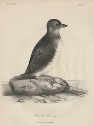 Megalus Cassinii、JT Bowenによるlitho、1850