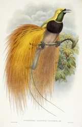 Paradisea Augusta Victoria、1891-1898
